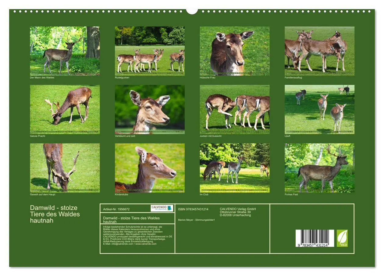 Bild: 9783457431214 | Damwild - stolze Tiere des Waldes hautnah (hochwertiger Premium...