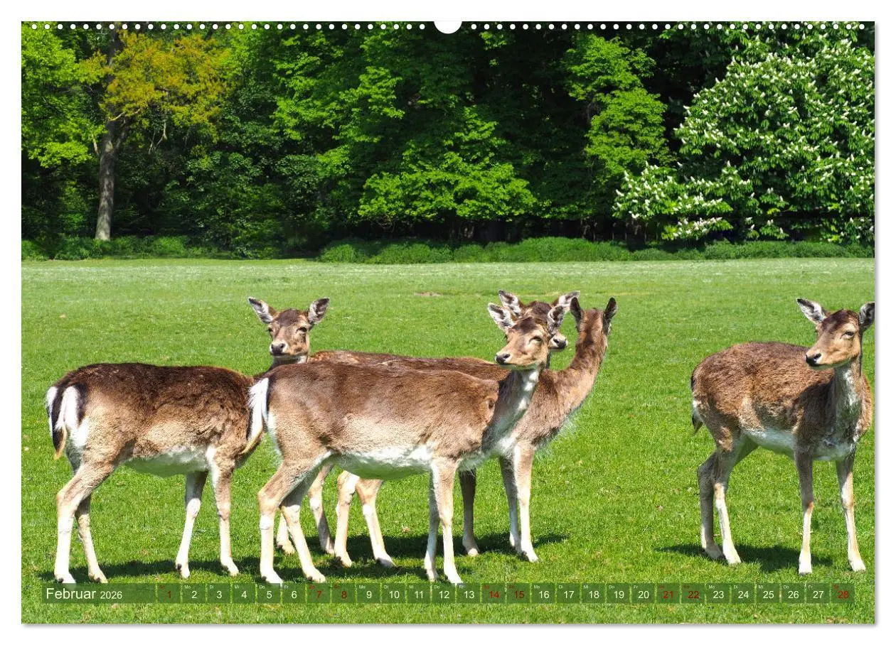 Bild: 9783457431214 | Damwild - stolze Tiere des Waldes hautnah (hochwertiger Premium...