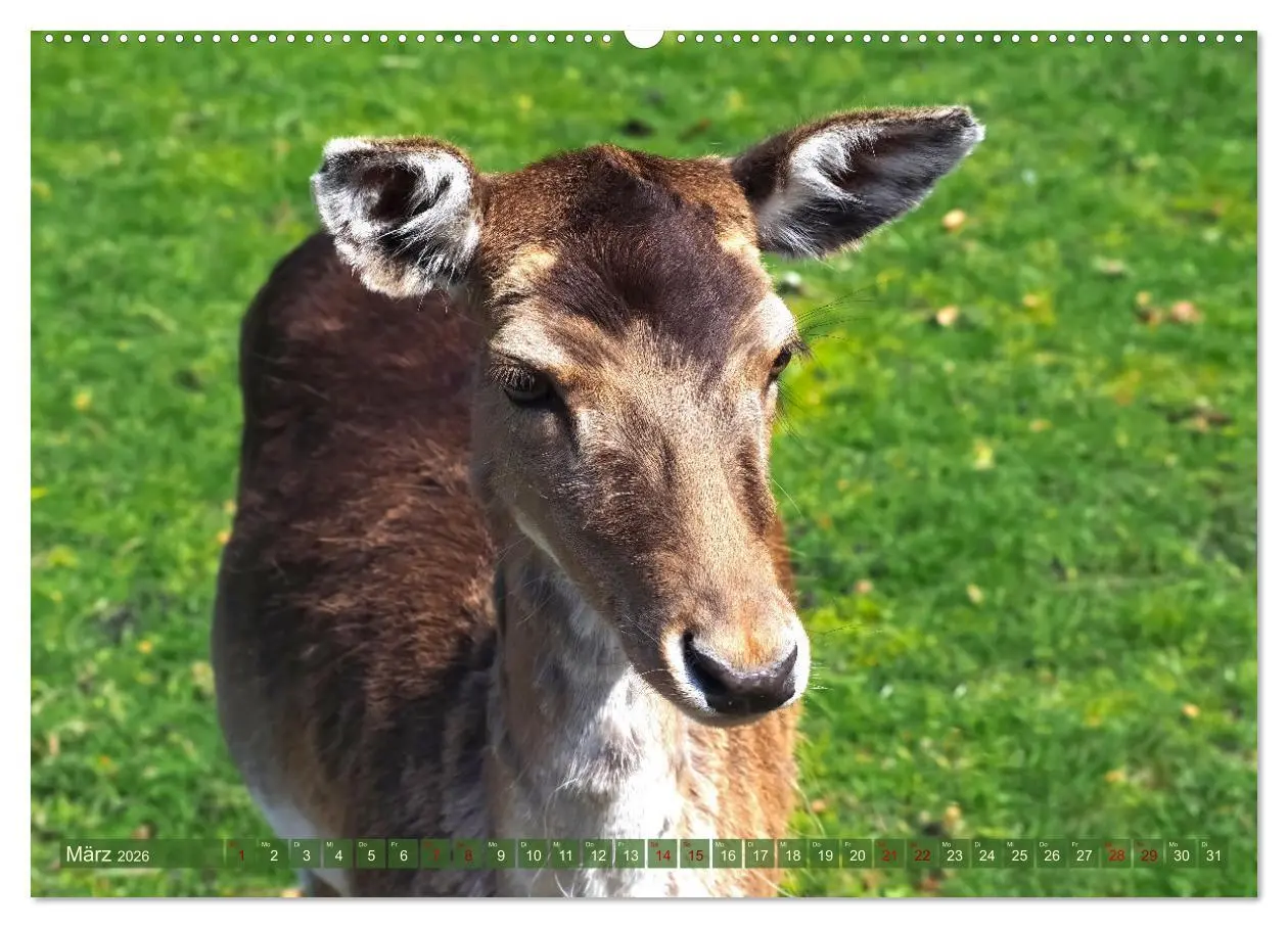 Bild: 9783457431214 | Damwild - stolze Tiere des Waldes hautnah (hochwertiger Premium...