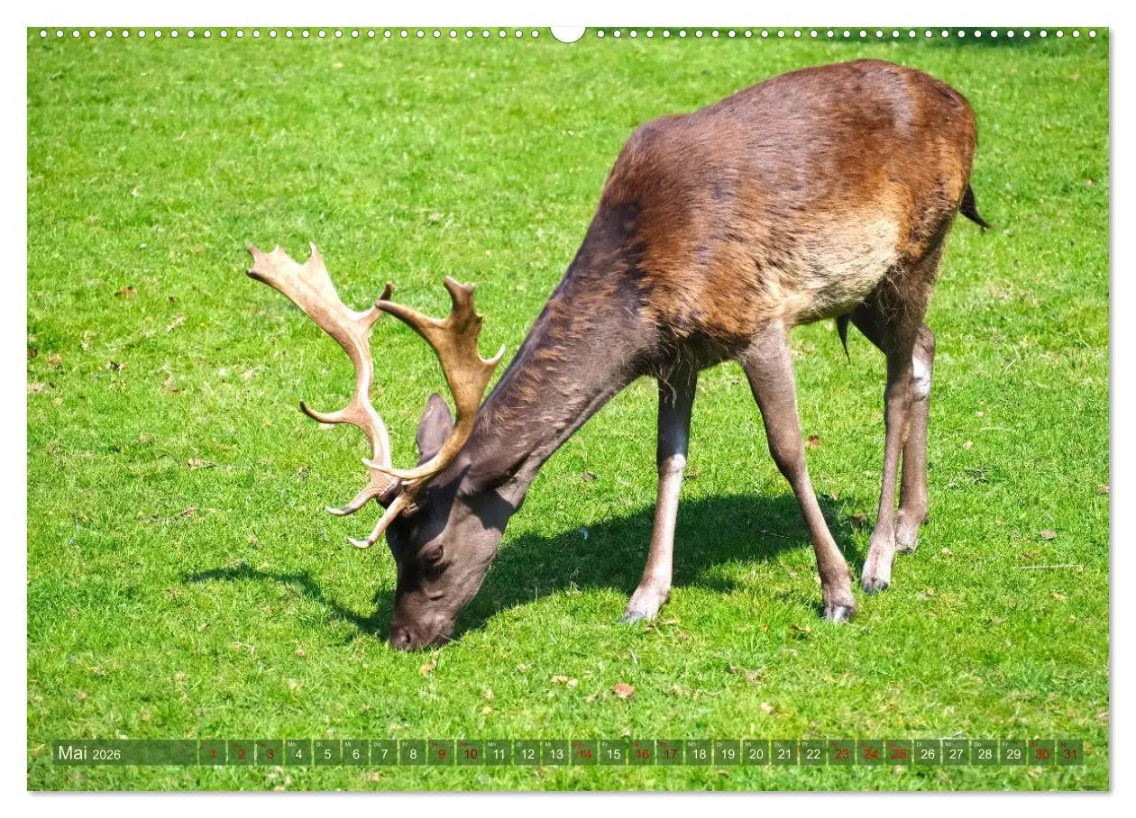 Bild: 9783457431214 | Damwild - stolze Tiere des Waldes hautnah (hochwertiger Premium...