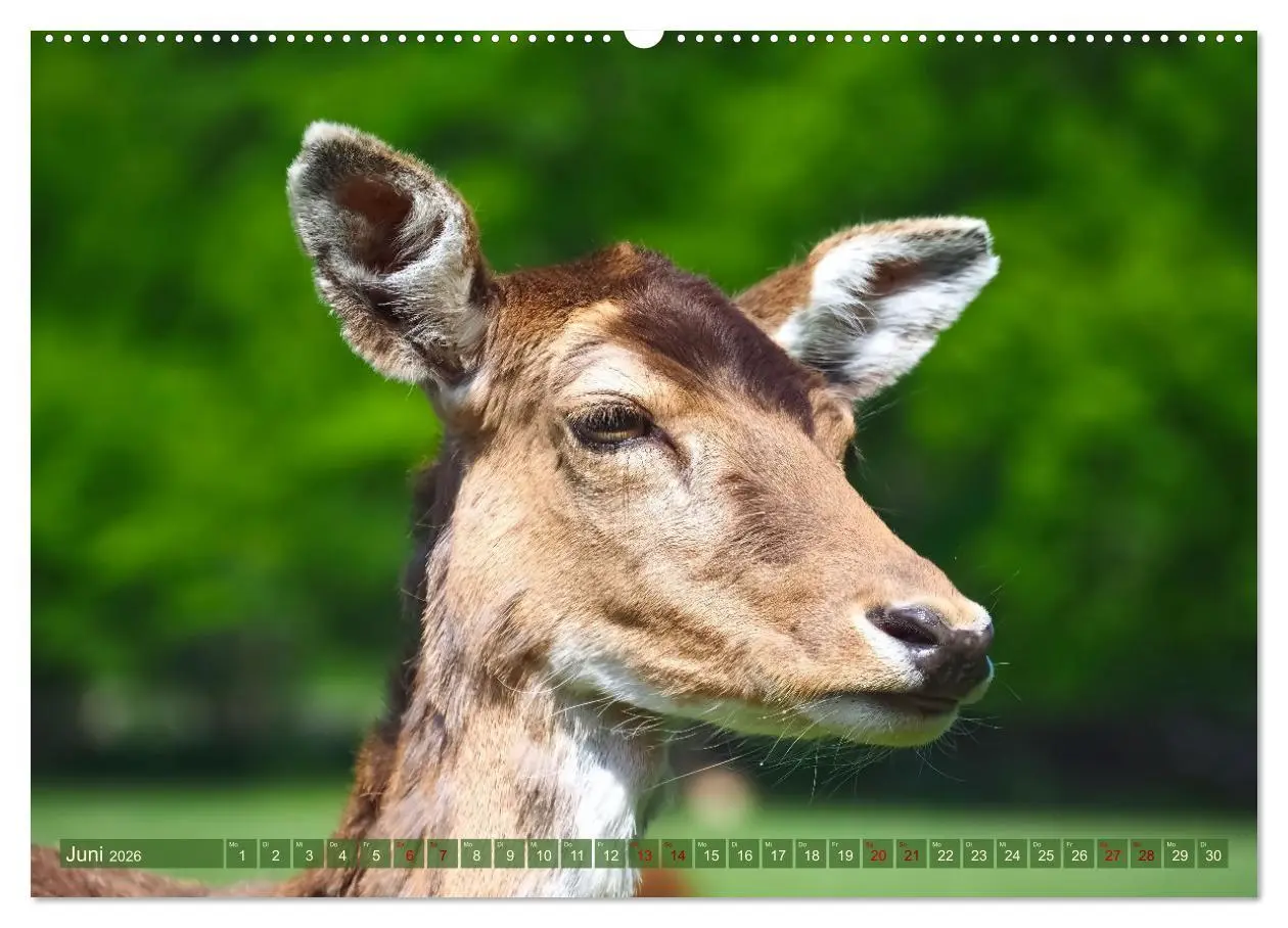 Bild: 9783457431214 | Damwild - stolze Tiere des Waldes hautnah (hochwertiger Premium...