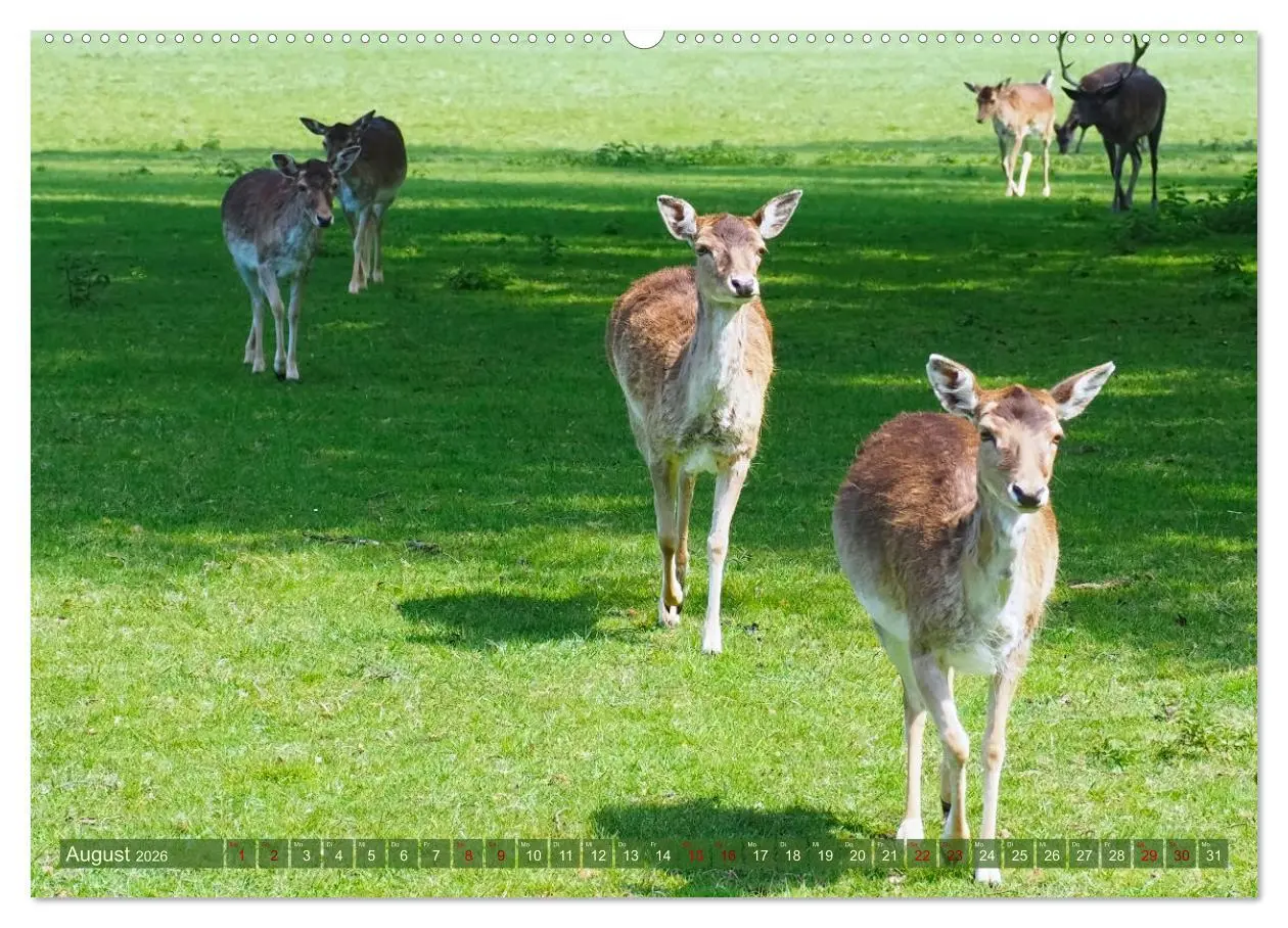 Bild: 9783457431214 | Damwild - stolze Tiere des Waldes hautnah (hochwertiger Premium...