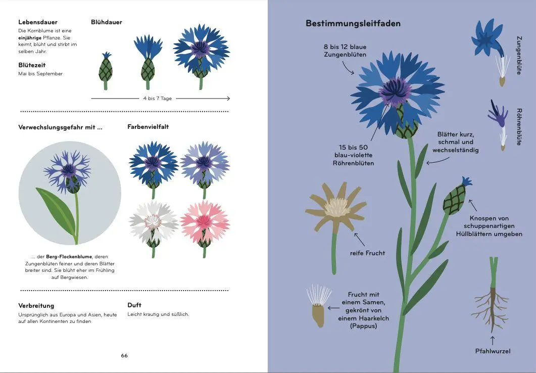 Bild: 9783039641314 | Florama | Entdecke und beobachte die kunterbunte Welt der Blumen