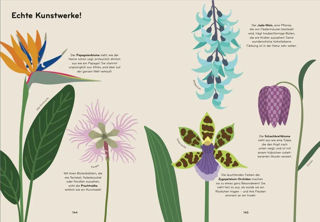 Bild: 9783039641314 | Florama | Entdecke und beobachte die kunterbunte Welt der Blumen