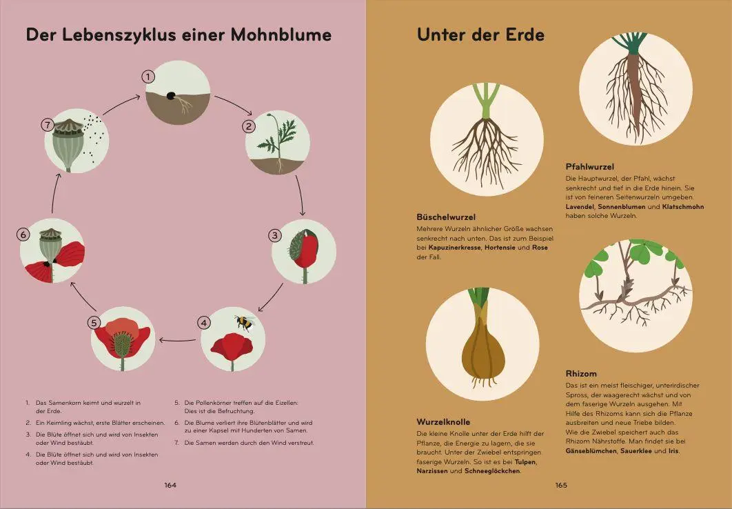 Bild: 9783039641314 | Florama | Entdecke und beobachte die kunterbunte Welt der Blumen