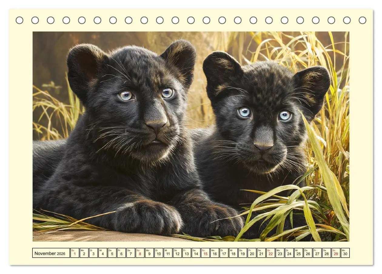 Bild: 9783457801314 | Schwarze Panther. Geheimnisvolle Schatten der Wildnis...