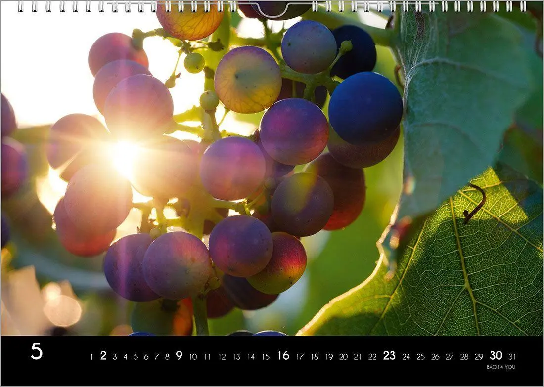 Bild: 9783969031414 | Der Weinkalender 2027, DIN A4 - ein Fotokalender | Peter Bach Jr.