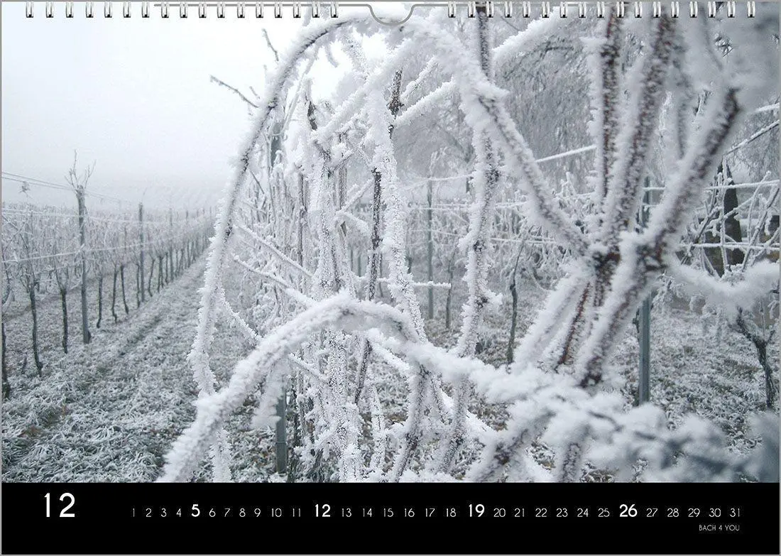 Bild: 9783969031414 | Der Weinkalender 2027, DIN A4 - ein Fotokalender | Peter Bach Jr.