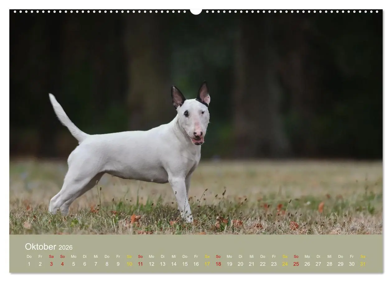 Bild: 9783457321614 | Bullterrier, liebenswerte Sturköpfe (hochwertiger Premium...