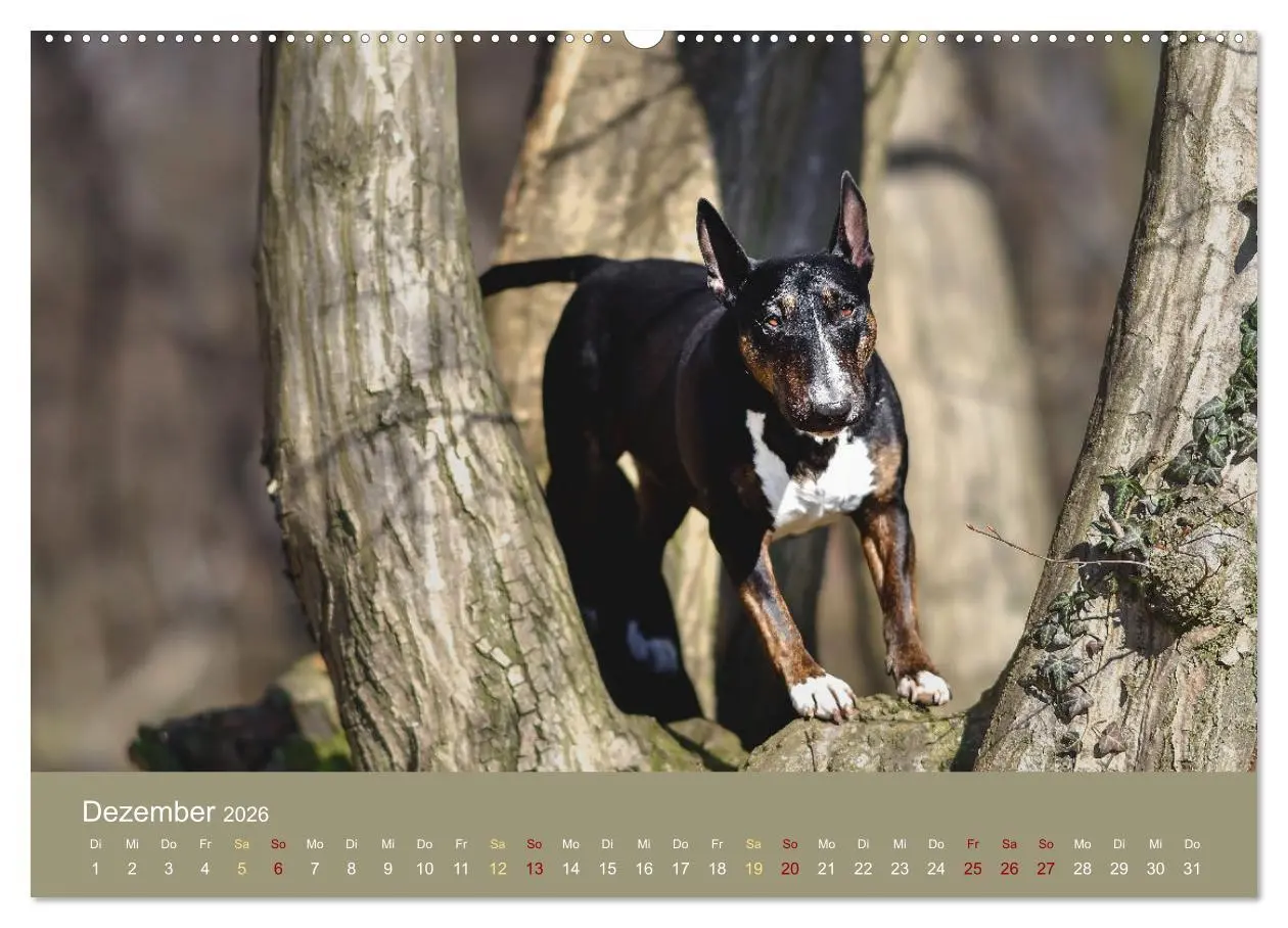 Bild: 9783457321614 | Bullterrier, liebenswerte Sturköpfe (hochwertiger Premium...