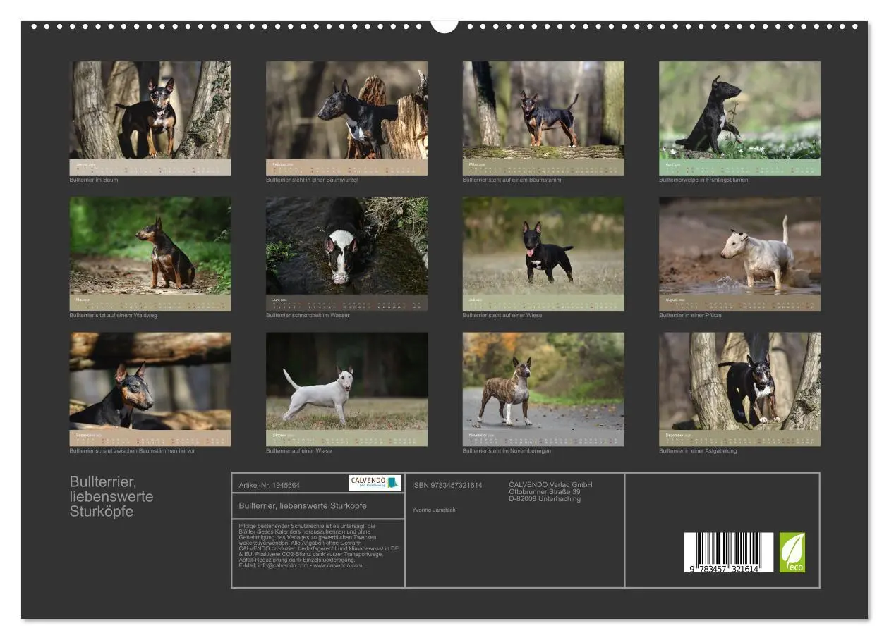 Bild: 9783457321614 | Bullterrier, liebenswerte Sturköpfe (hochwertiger Premium...