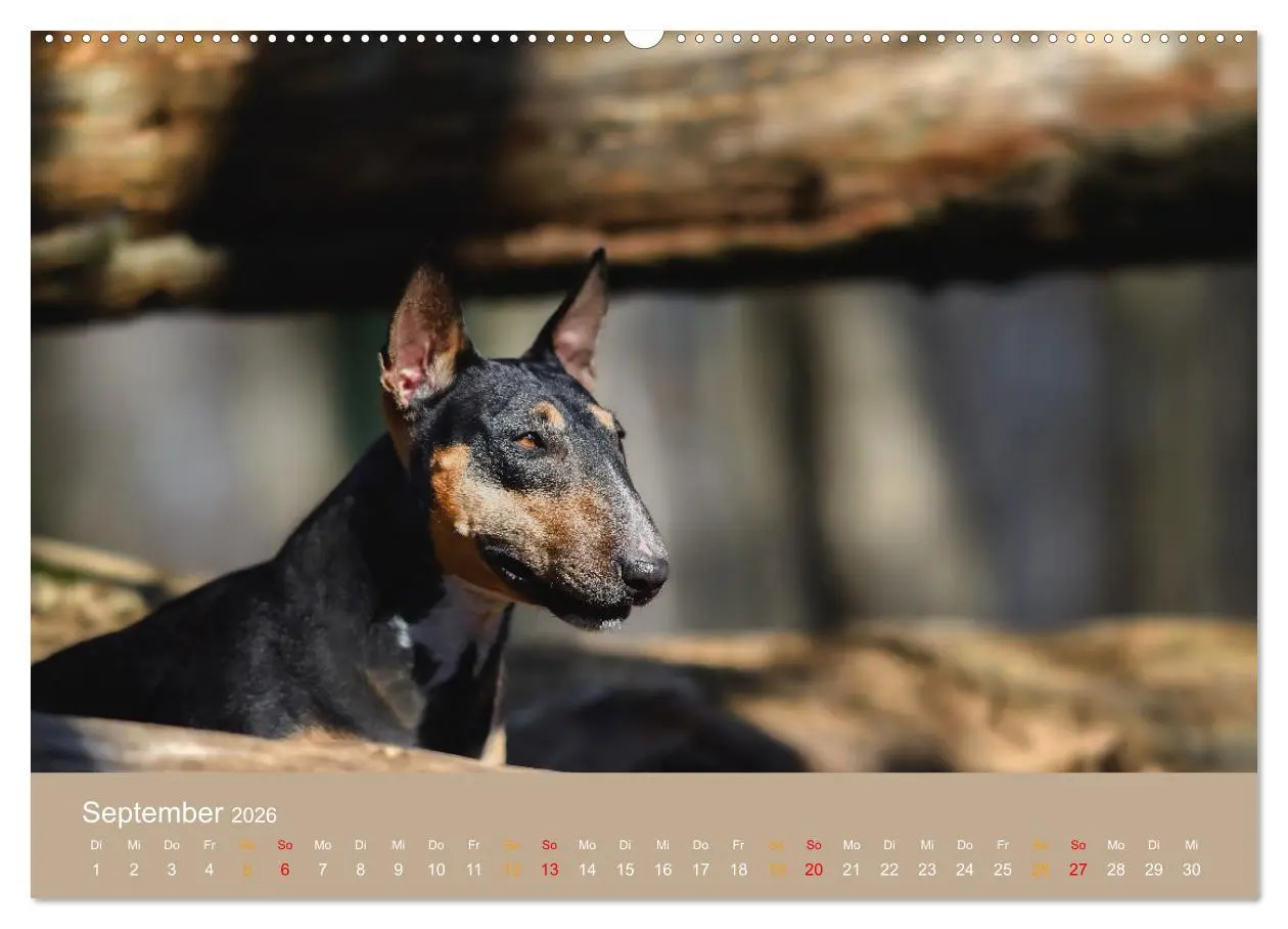 Bild: 9783457321614 | Bullterrier, liebenswerte Sturköpfe (hochwertiger Premium...