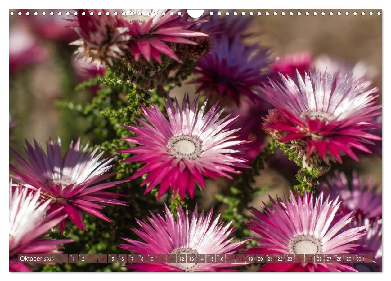 Bild: 9783457871614 | Fynbos - Die einzigartige Flora Südafrikas (Wandkalender 2026 DIN...
