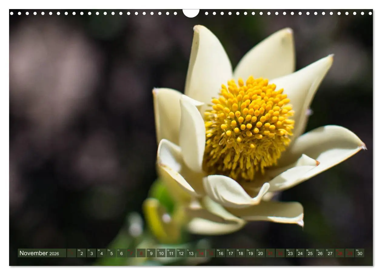 Bild: 9783457871614 | Fynbos - Die einzigartige Flora Südafrikas (Wandkalender 2026 DIN...