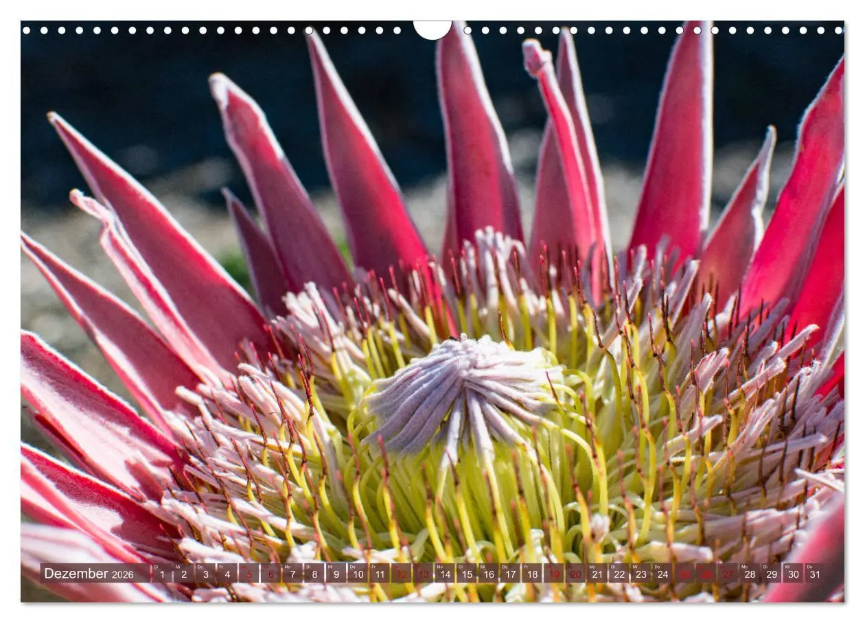 Bild: 9783457871614 | Fynbos - Die einzigartige Flora Südafrikas (Wandkalender 2026 DIN...