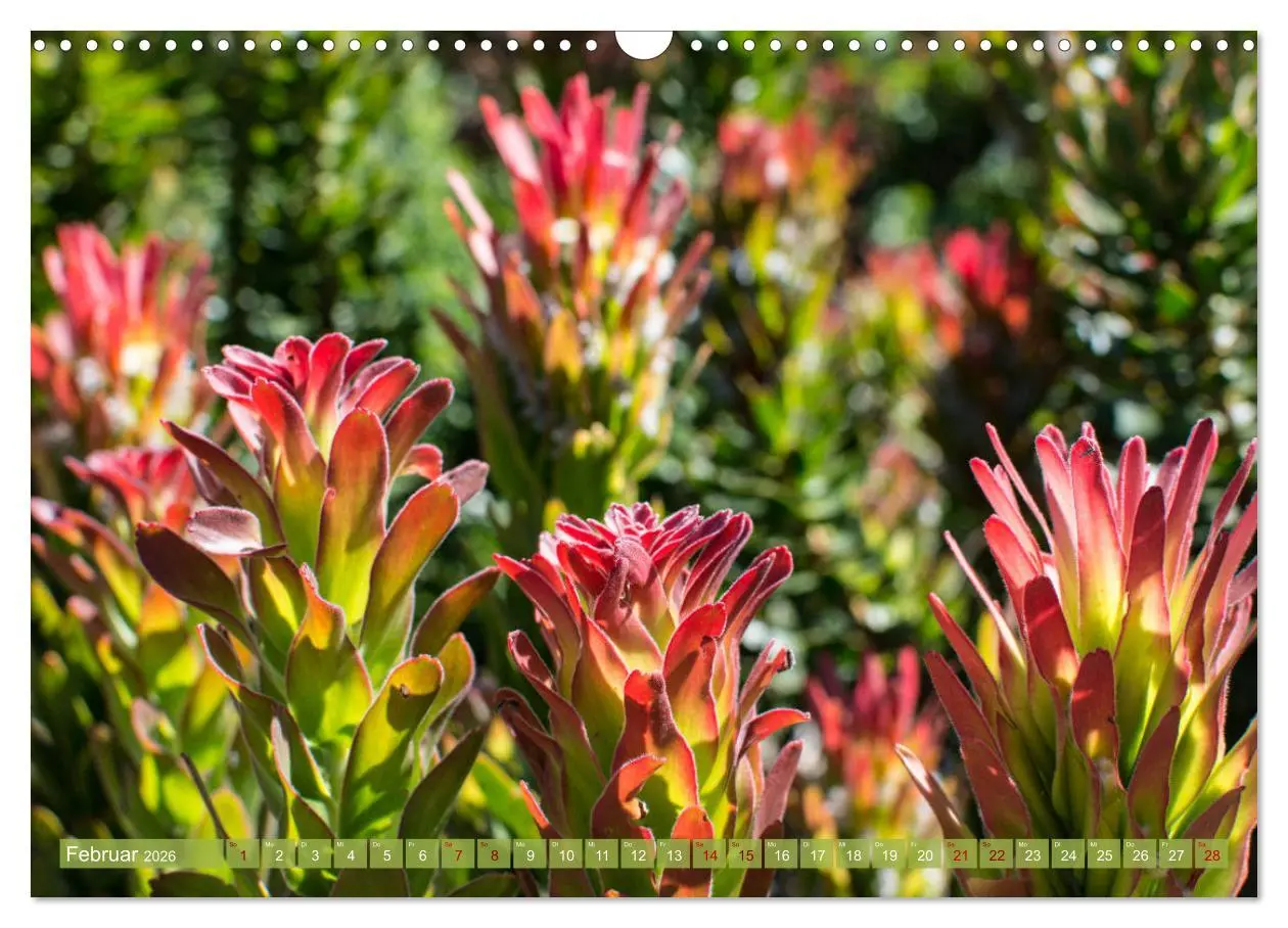 Bild: 9783457871614 | Fynbos - Die einzigartige Flora Südafrikas (Wandkalender 2026 DIN...
