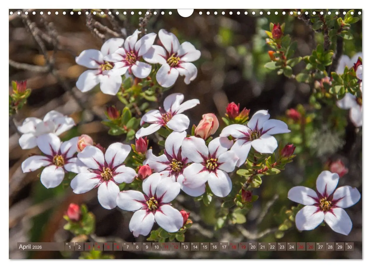 Bild: 9783457871614 | Fynbos - Die einzigartige Flora Südafrikas (Wandkalender 2026 DIN...