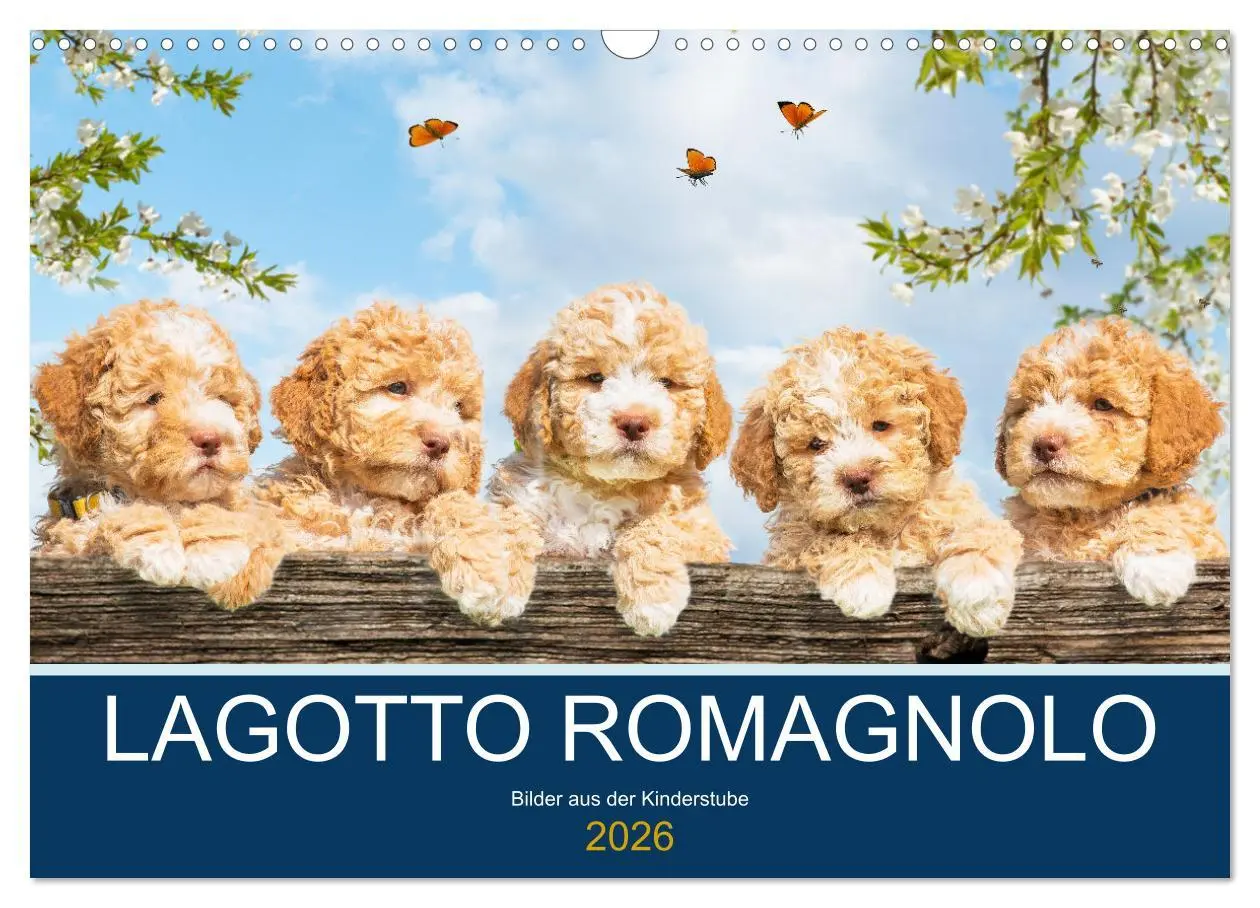 Cover: 9783457621714 | Lagotto Romagnolo - Bilder aus der Kinderstube (Wandkalender 2026...