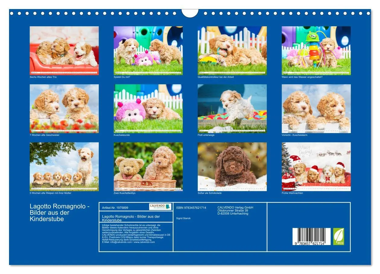 Bild: 9783457621714 | Lagotto Romagnolo - Bilder aus der Kinderstube (Wandkalender 2026...