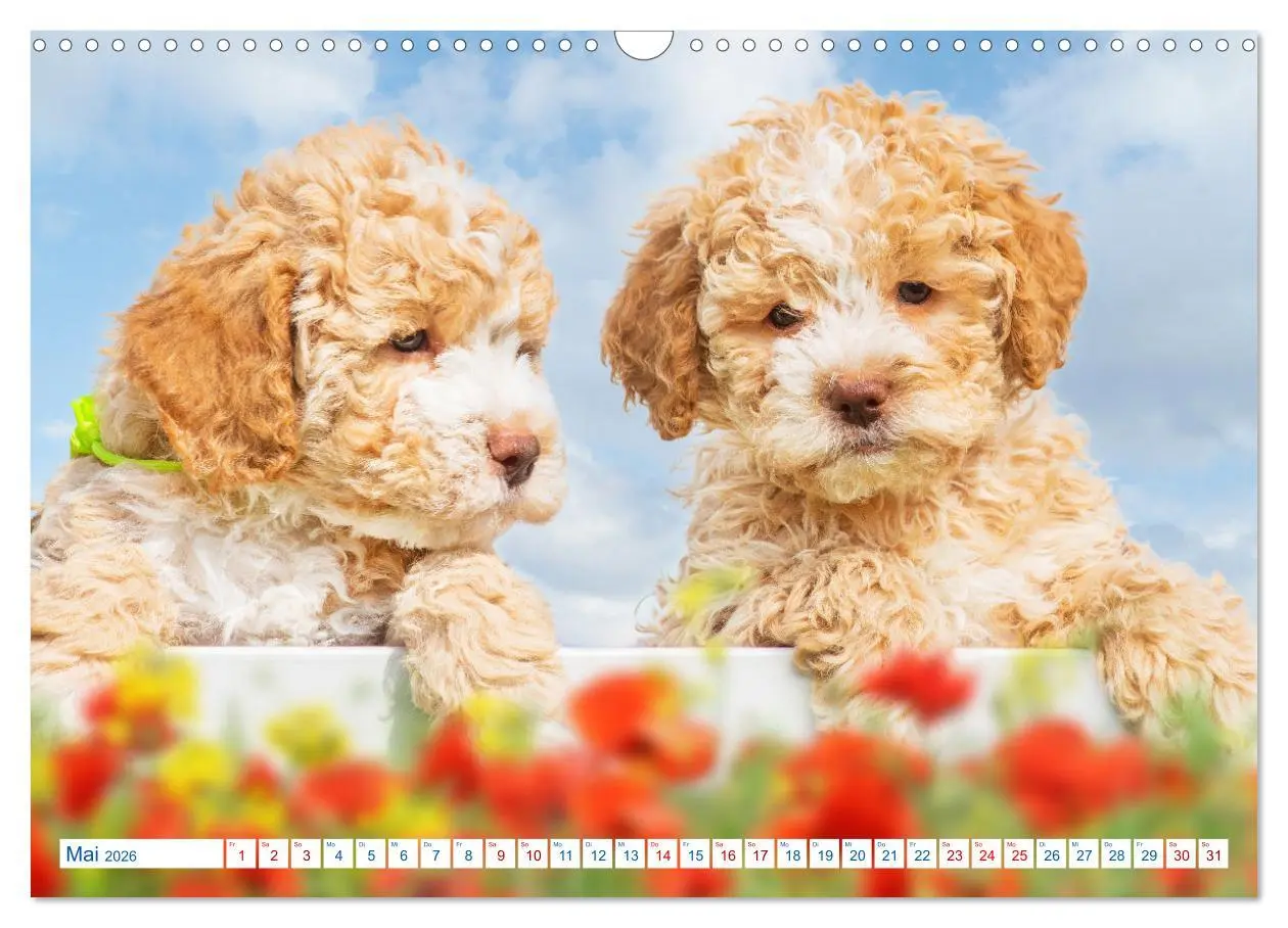 Bild: 9783457621714 | Lagotto Romagnolo - Bilder aus der Kinderstube (Wandkalender 2026...