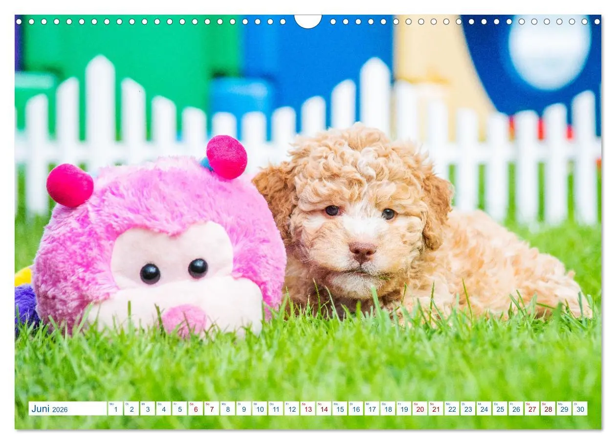 Bild: 9783457621714 | Lagotto Romagnolo - Bilder aus der Kinderstube (Wandkalender 2026...