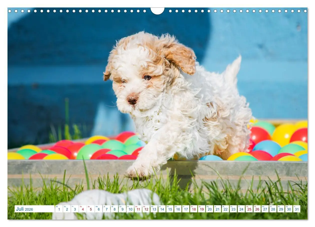 Bild: 9783457621714 | Lagotto Romagnolo - Bilder aus der Kinderstube (Wandkalender 2026...