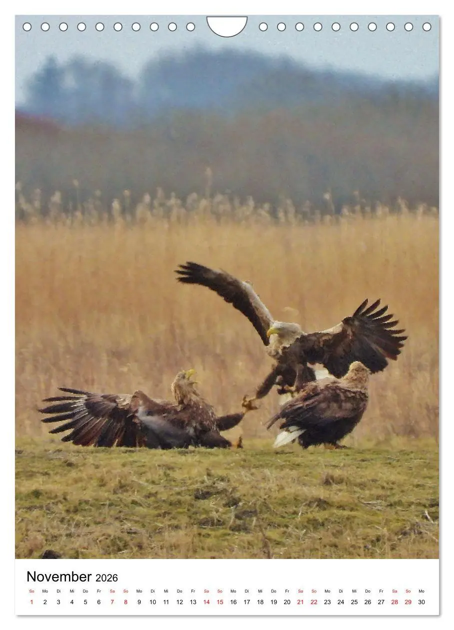 Bild: 9783516331714 | Adler, Eule und Co - Gefiederte Jäger im Portrait (Wandkalender...