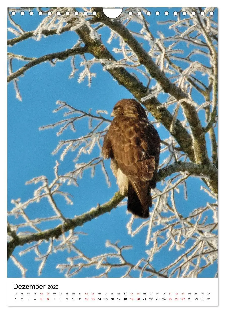 Bild: 9783516331714 | Adler, Eule und Co - Gefiederte Jäger im Portrait (Wandkalender...