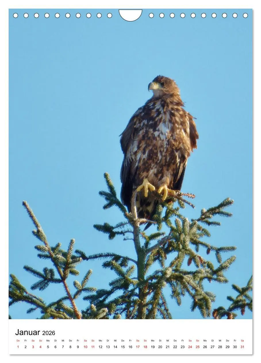 Bild: 9783516331714 | Adler, Eule und Co - Gefiederte Jäger im Portrait (Wandkalender...