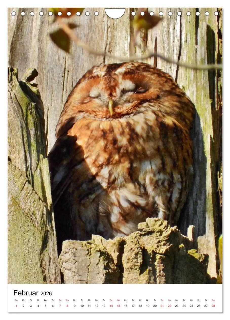 Bild: 9783516331714 | Adler, Eule und Co - Gefiederte Jäger im Portrait (Wandkalender...