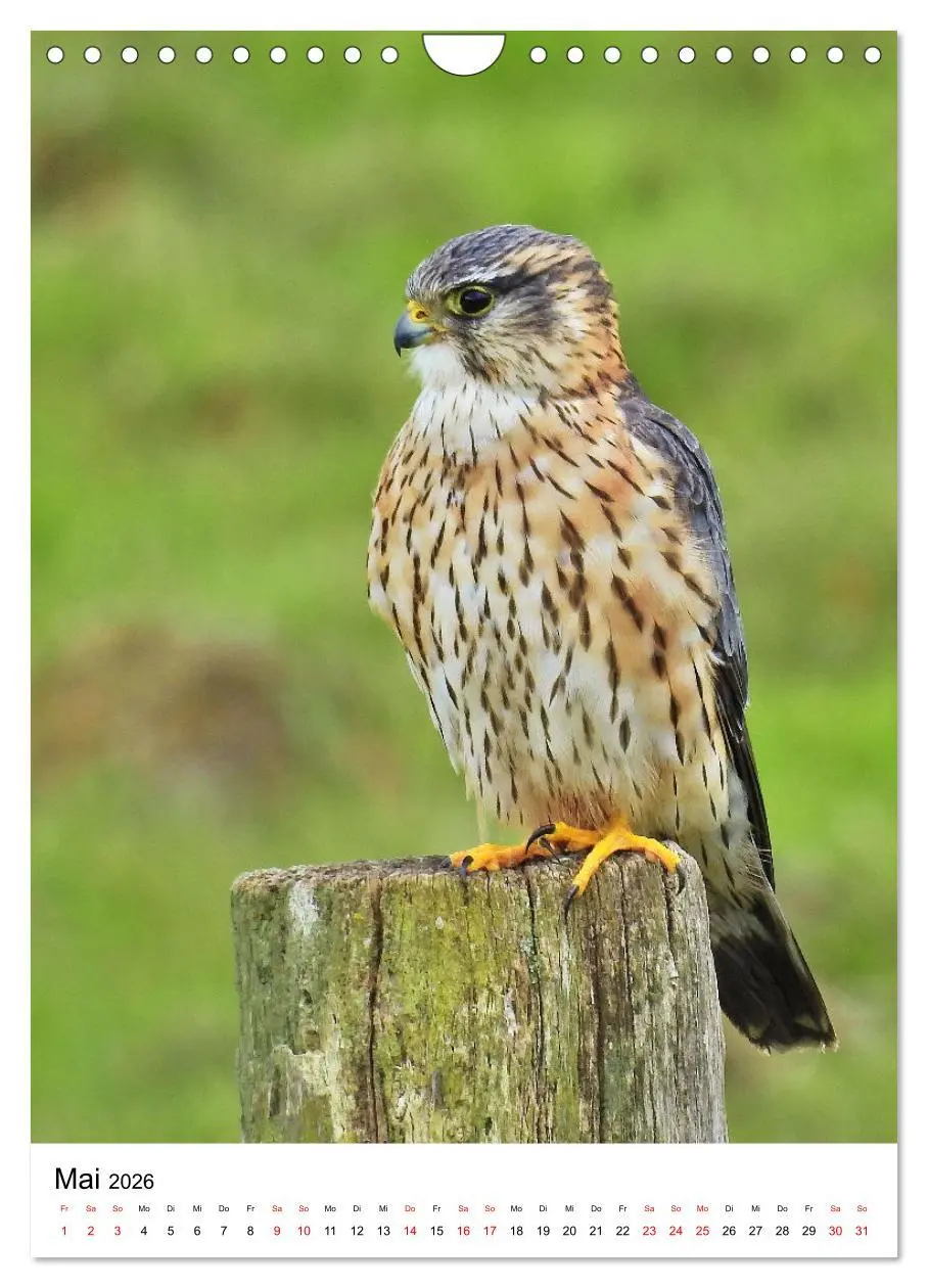 Bild: 9783516331714 | Adler, Eule und Co - Gefiederte Jäger im Portrait (Wandkalender...