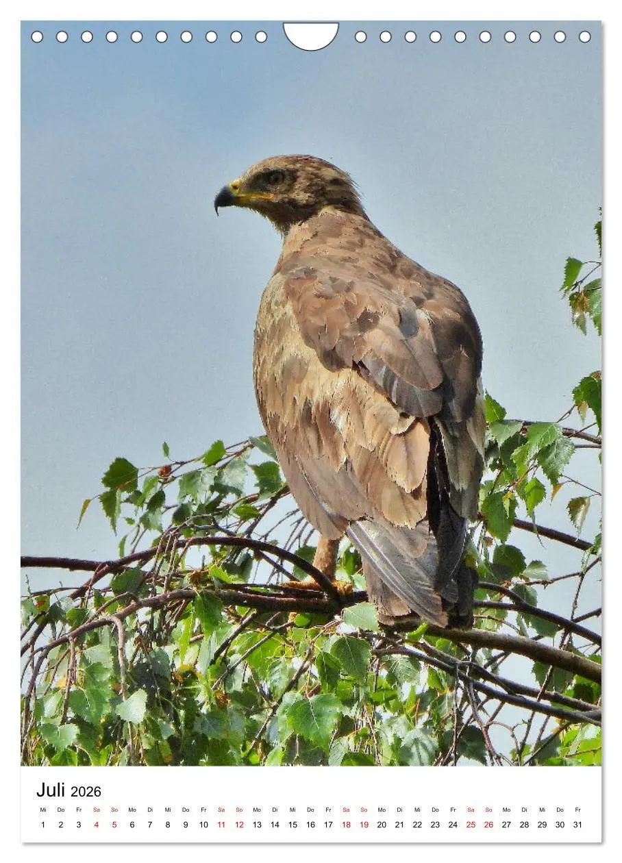 Bild: 9783516331714 | Adler, Eule und Co - Gefiederte Jäger im Portrait (Wandkalender...