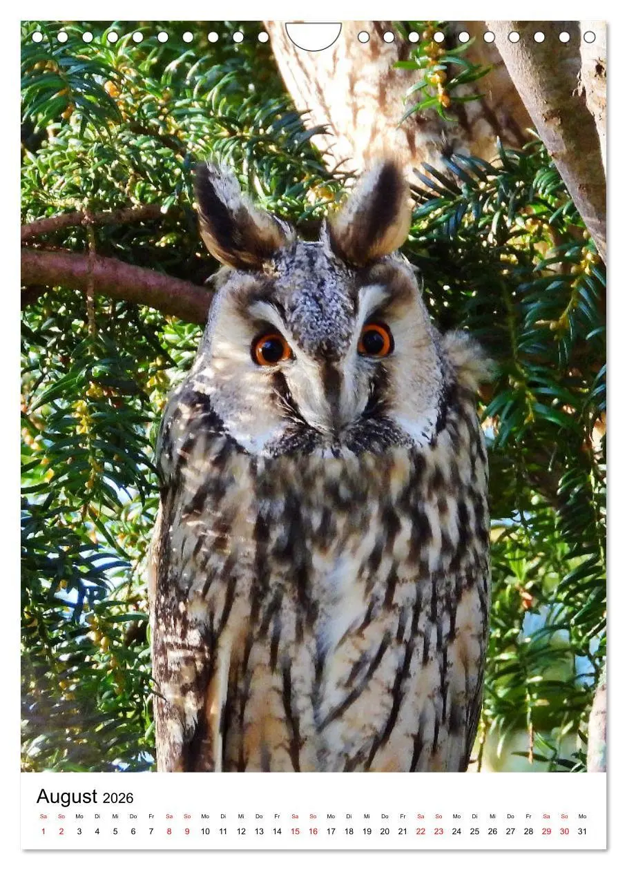 Bild: 9783516331714 | Adler, Eule und Co - Gefiederte Jäger im Portrait (Wandkalender...
