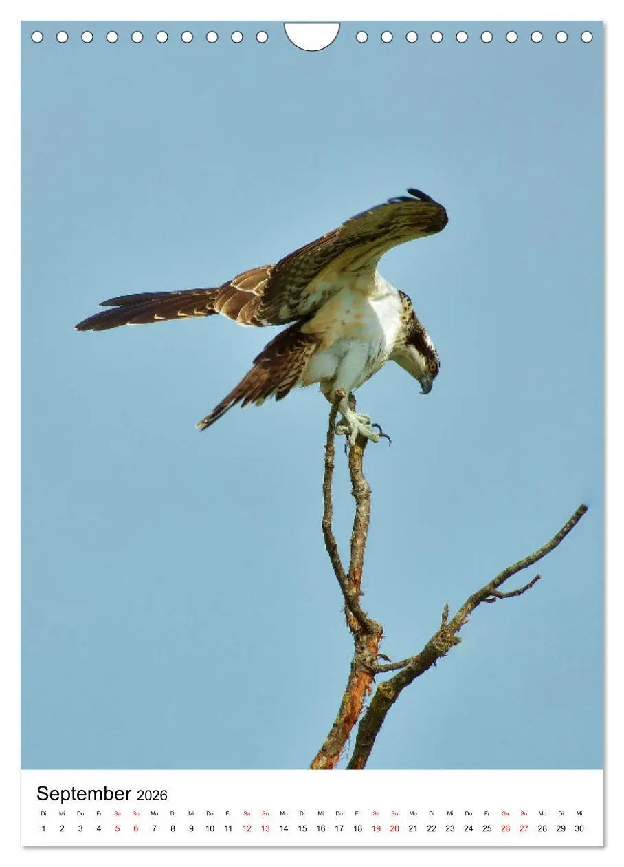 Bild: 9783516331714 | Adler, Eule und Co - Gefiederte Jäger im Portrait (Wandkalender...