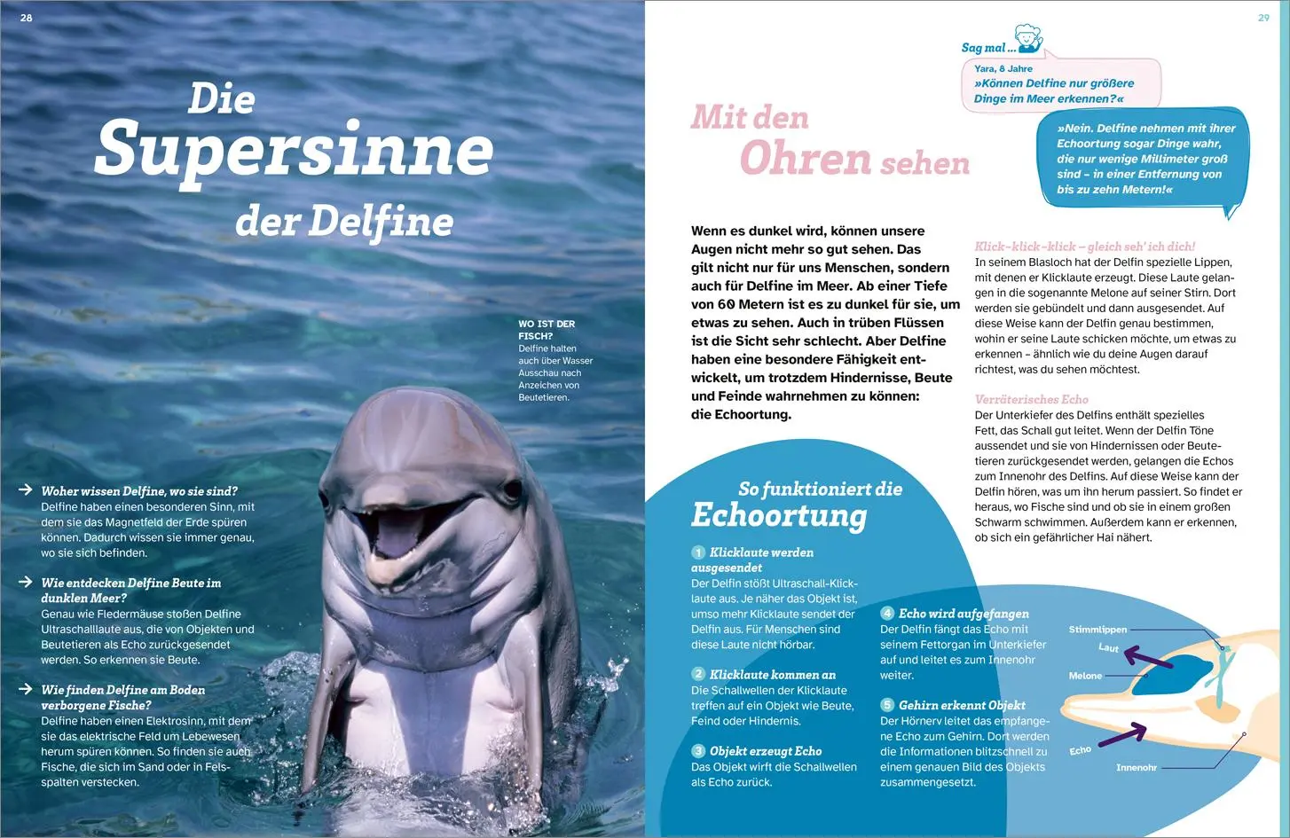 Bild: 9783788681814 | WAS IST WAS Delfine. Immer im Team | Bärbel Oftring | Buch | 48 S.