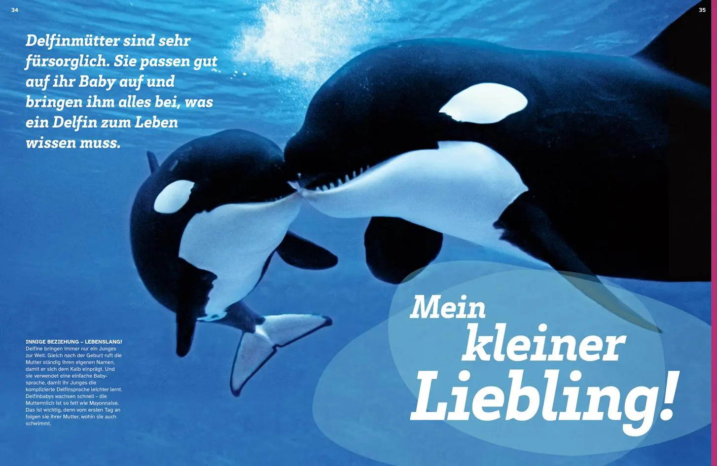 Bild: 9783788681814 | WAS IST WAS Delfine. Immer im Team | Bärbel Oftring | Buch | 48 S.