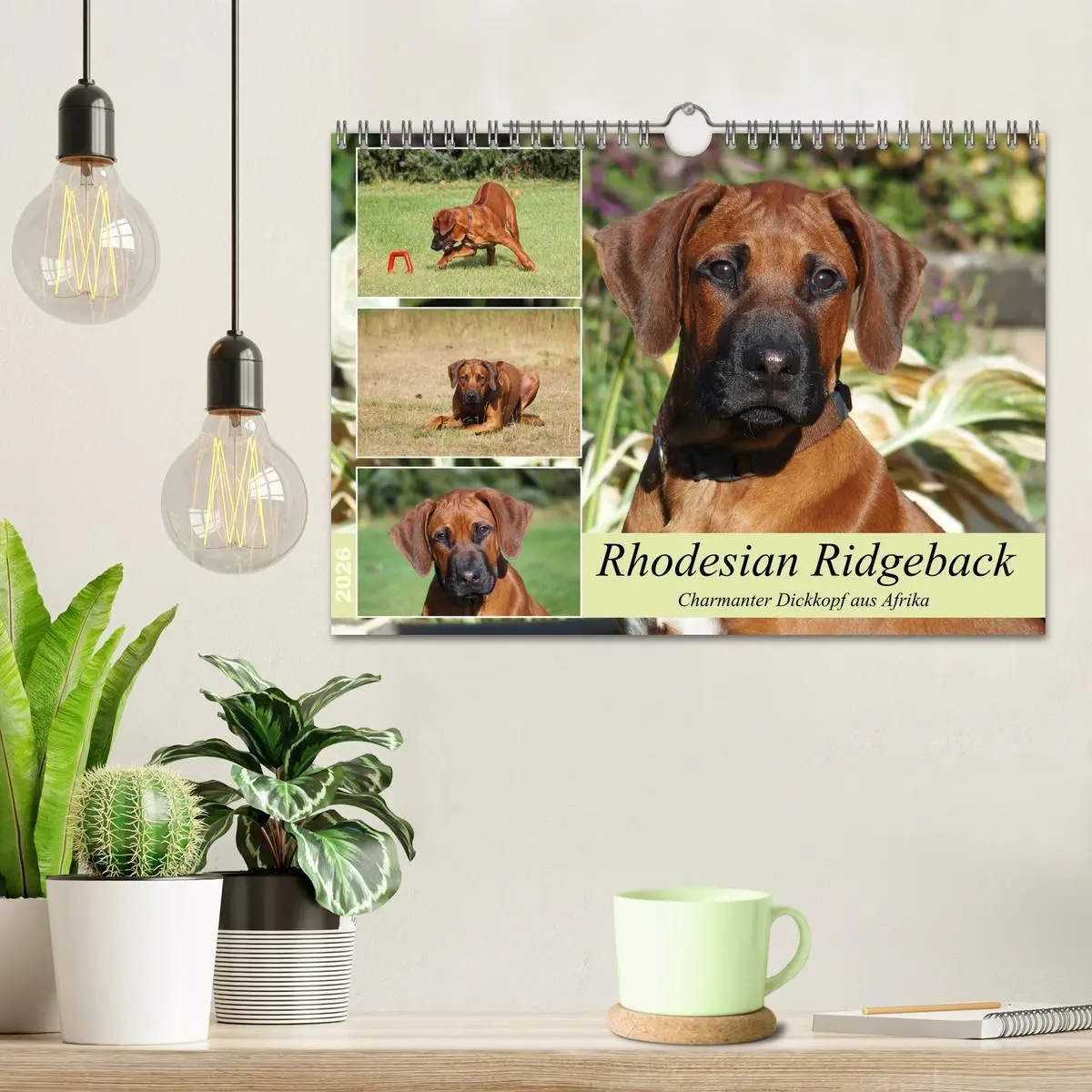Bild: 9783457601914 | Rhodesian Ridgeback - Charmanter Dickkopf aus Afrika (Wandkalender...