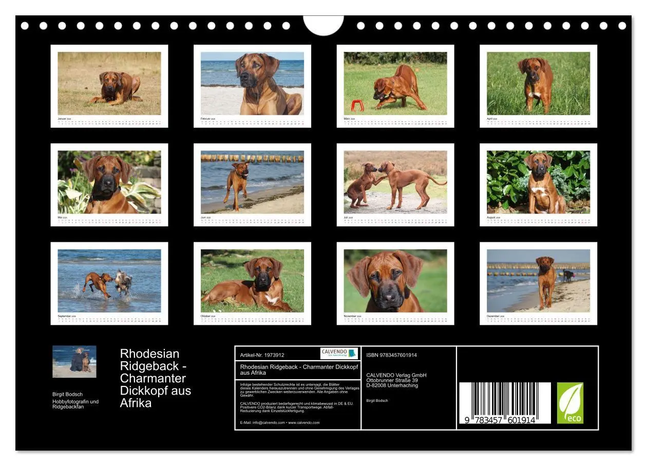 Bild: 9783457601914 | Rhodesian Ridgeback - Charmanter Dickkopf aus Afrika (Wandkalender...