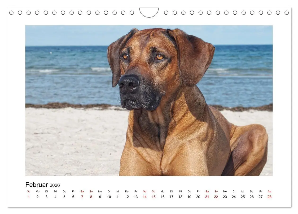 Bild: 9783457601914 | Rhodesian Ridgeback - Charmanter Dickkopf aus Afrika (Wandkalender...