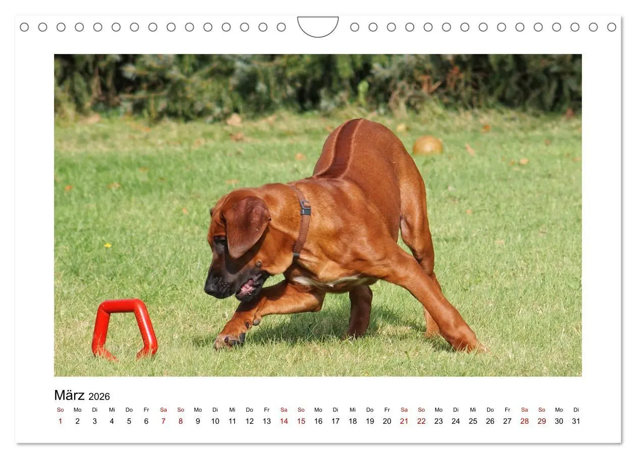 Bild: 9783457601914 | Rhodesian Ridgeback - Charmanter Dickkopf aus Afrika (Wandkalender...