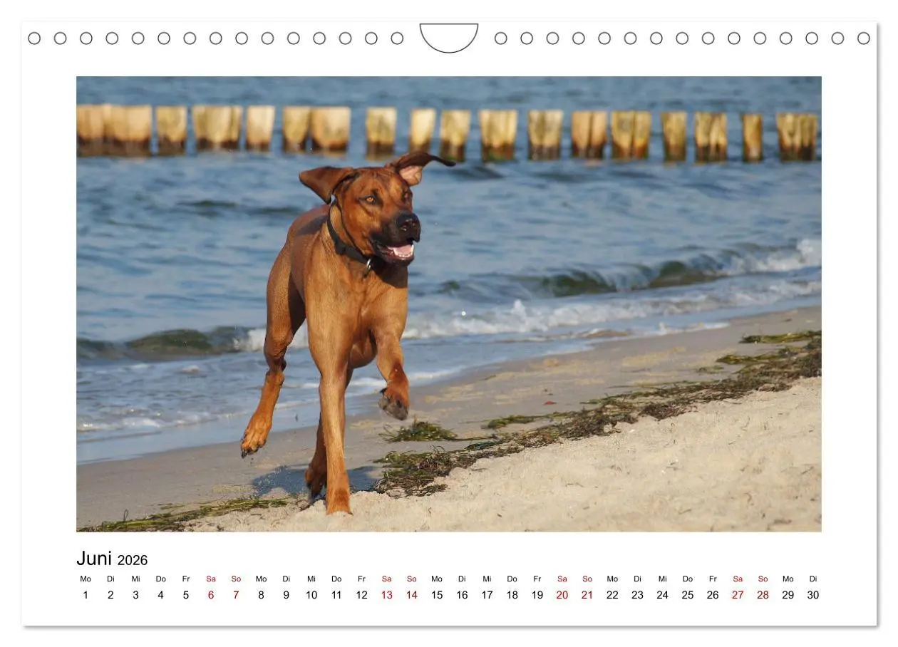 Bild: 9783457601914 | Rhodesian Ridgeback - Charmanter Dickkopf aus Afrika (Wandkalender...