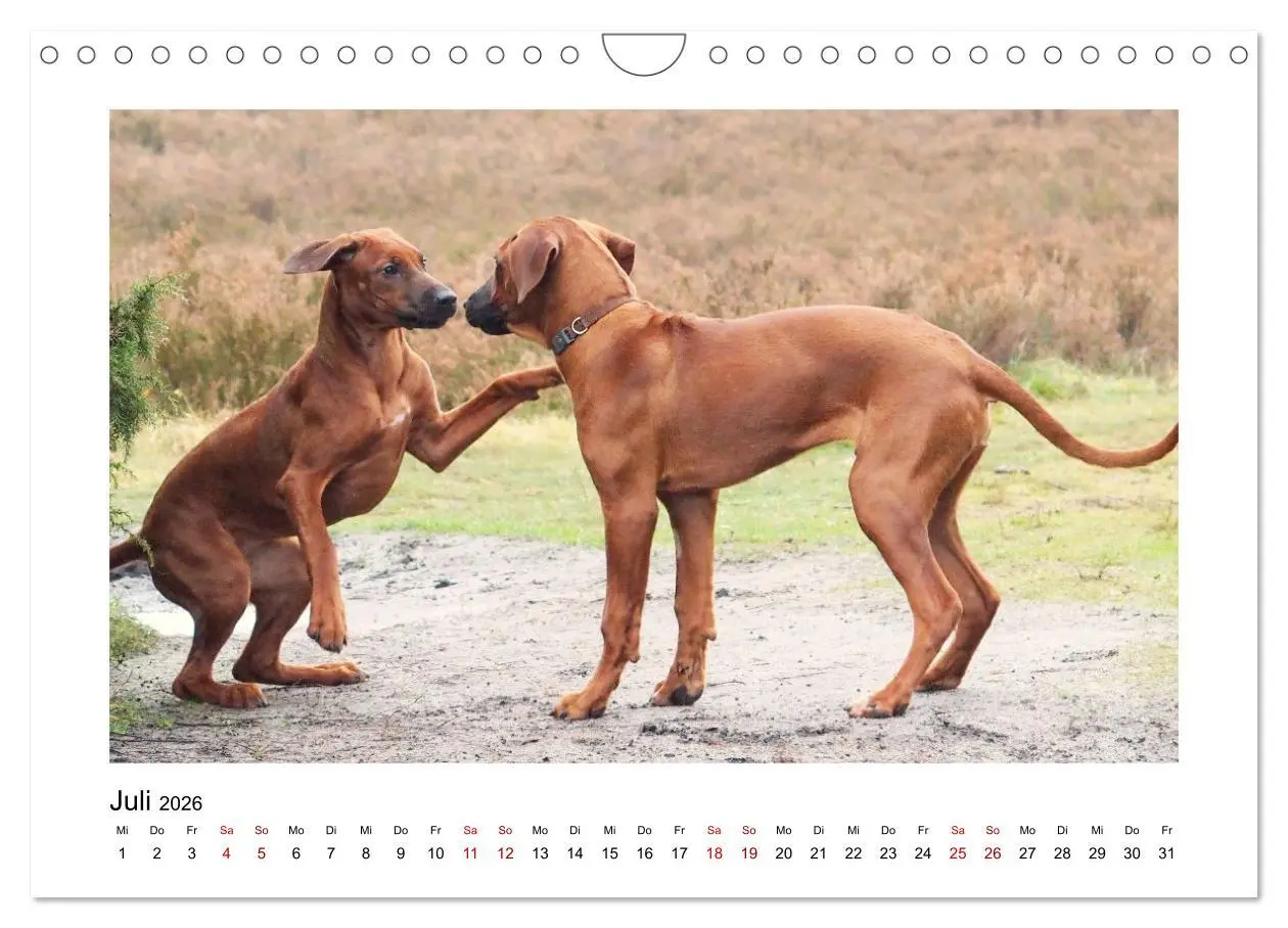 Bild: 9783457601914 | Rhodesian Ridgeback - Charmanter Dickkopf aus Afrika (Wandkalender...
