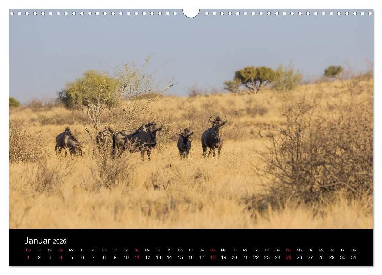 Bild: 9783516171914 | Wunderschönes Namibia (Wandkalender 2026 DIN A3 quer), CALVENDO...