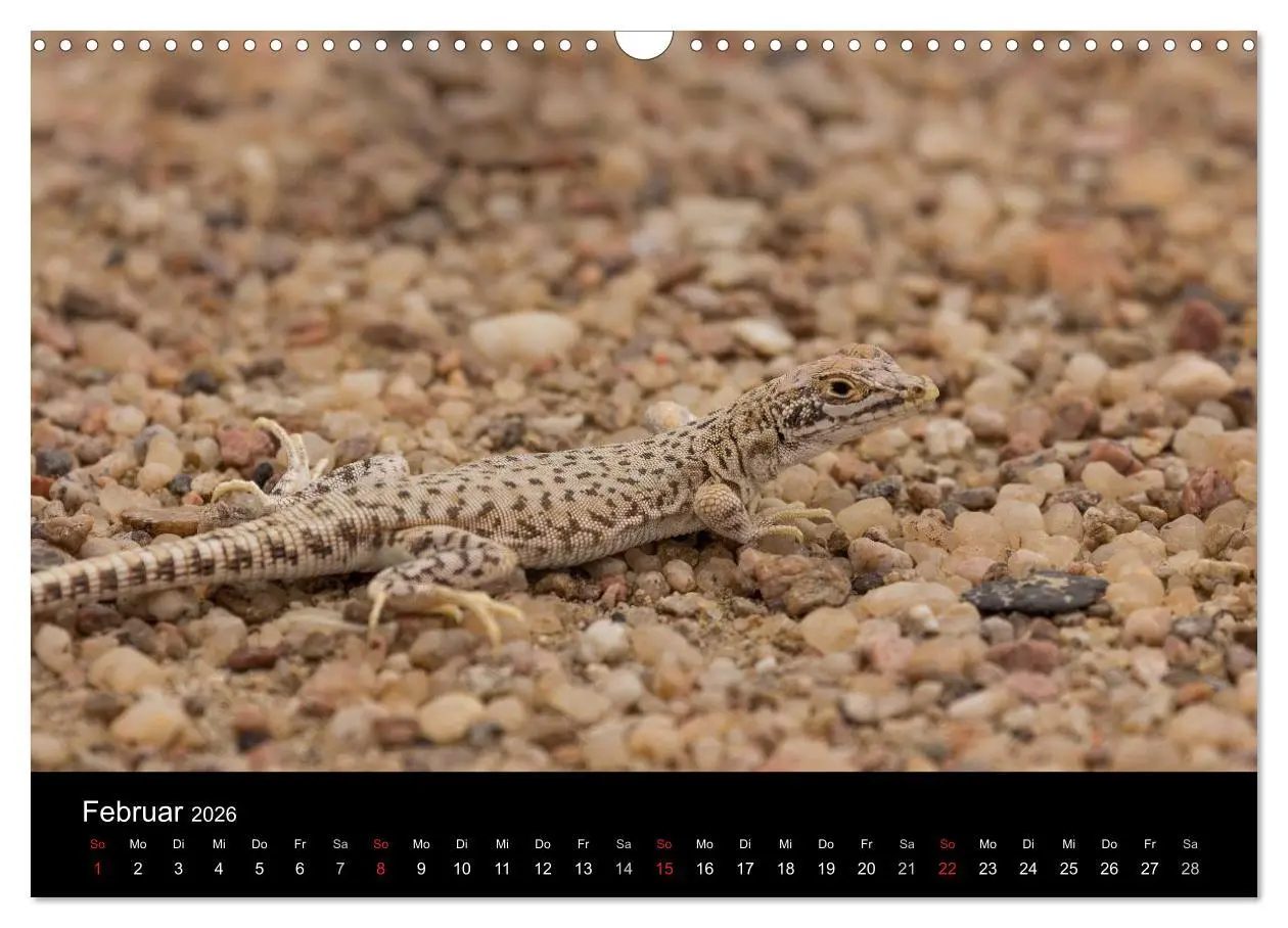 Bild: 9783516171914 | Wunderschönes Namibia (Wandkalender 2026 DIN A3 quer), CALVENDO...
