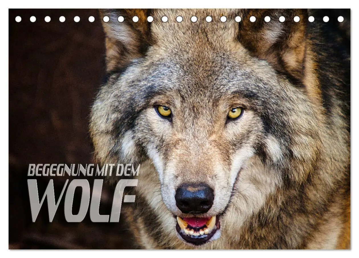 Cover: 9783457802014 | Begegnung mit dem Wolf (Tischkalender 2026 DIN A5 quer), CALVENDO...
