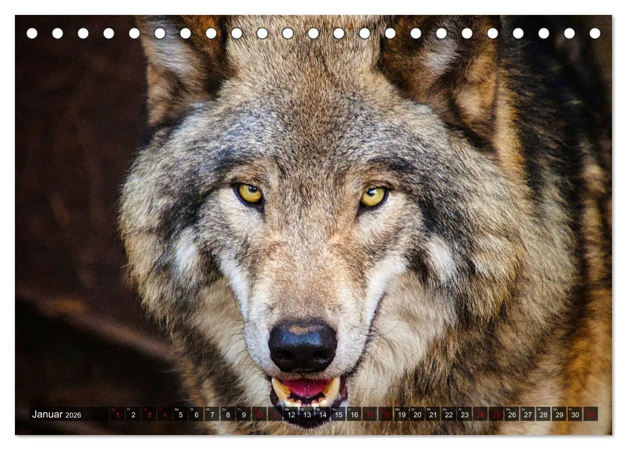 Bild: 9783457802014 | Begegnung mit dem Wolf (Tischkalender 2026 DIN A5 quer), CALVENDO...