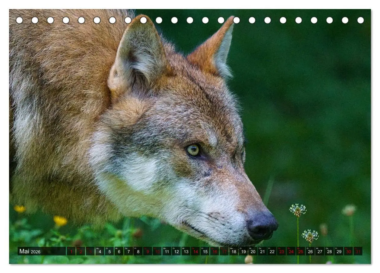 Bild: 9783457802014 | Begegnung mit dem Wolf (Tischkalender 2026 DIN A5 quer), CALVENDO...