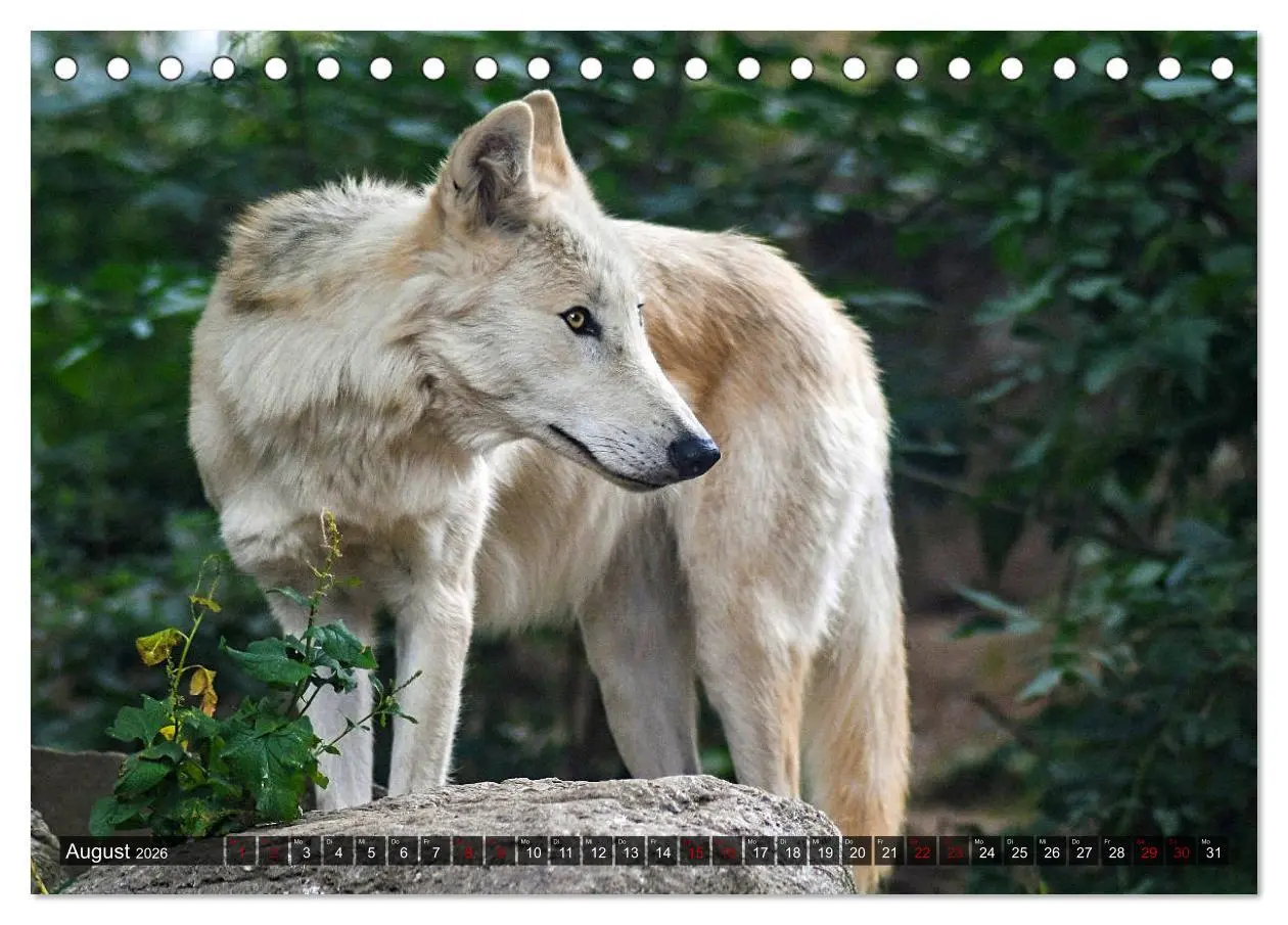 Bild: 9783457802014 | Begegnung mit dem Wolf (Tischkalender 2026 DIN A5 quer), CALVENDO...