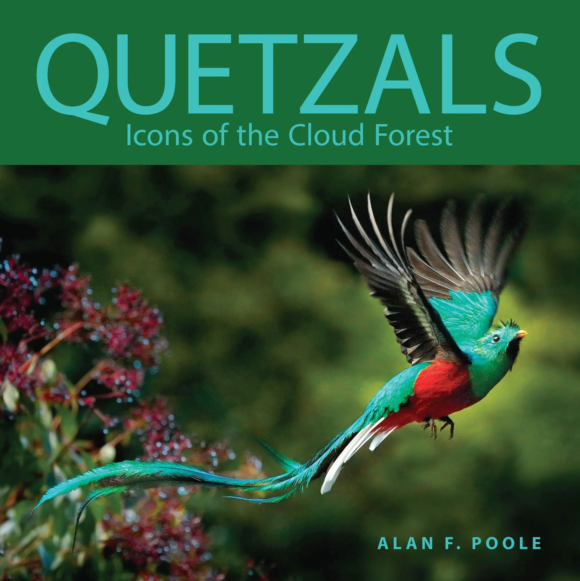 Cover: 9781501772214 | Quetzals | Icons of the Cloud Forest | Alan F Poole | Taschenbuch