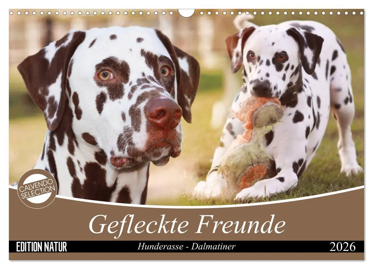 Cover: 9783457882214 | Gefleckte Freunde - Hunderasse Dalmatiner (Wandkalender 2026 DIN A3...